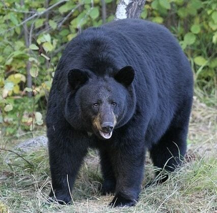bear-black.jpg