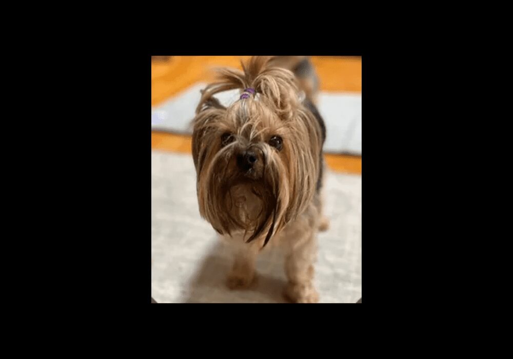 How Long Can A Yorkie Go Without Peeing