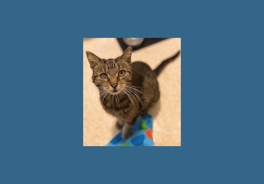 Charlee the cat needs a quiet place to call home | WATD  FM