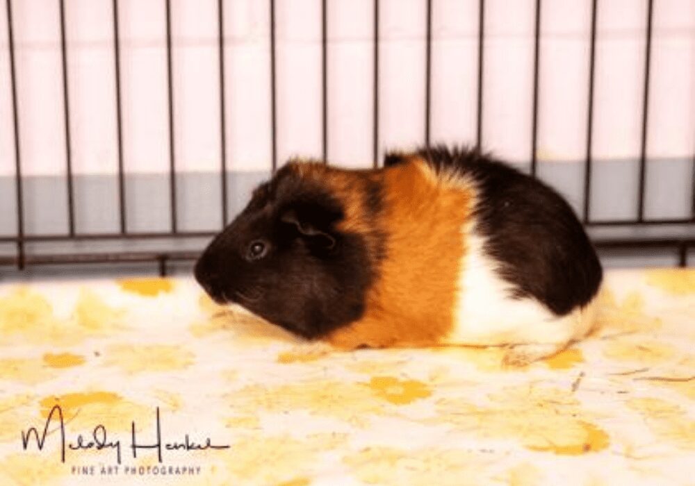 Slick the Guinea Pig has the biggest heart and would love to be your new  best friend. | WATD  FM